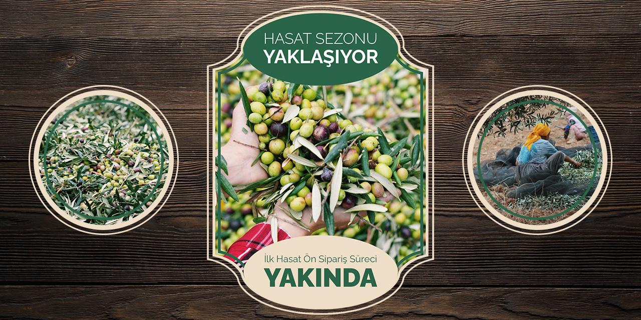 İlk Hasat Zeytinyağı
